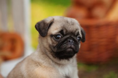 Köpek yavrusu açık havada yaz günü üzerinde pug