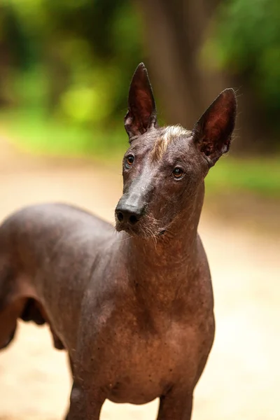 Yaz günü Meksikalı tüysüz köpek açık havada — Stok fotoğraf