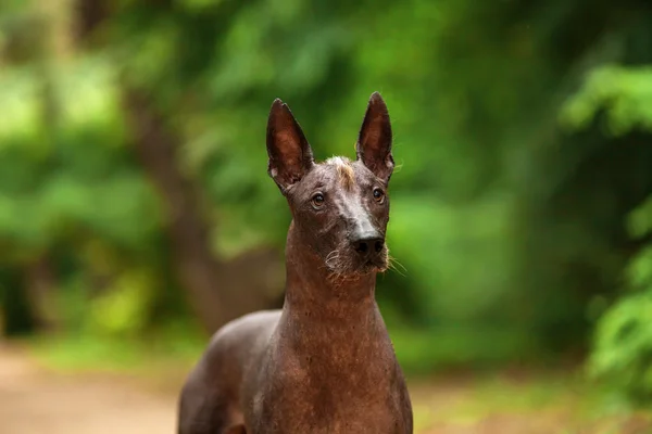 Cão sem pêlos mexicano ao ar livre no dia de verão — Fotografia de Stock