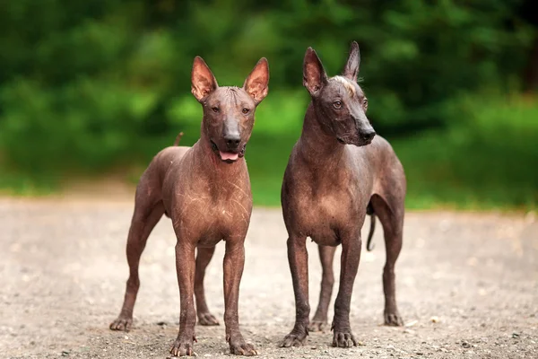 Dva mexičtí psi bez vlasů v letních dnech — Stock fotografie