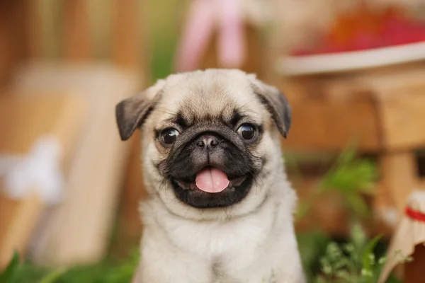 Pug dog puppy outdoors on summer day — Stock Photo, Image