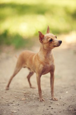 Rus oyuncak korkunç