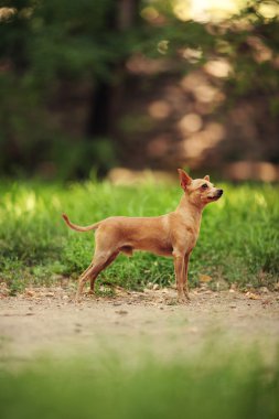 Rus oyuncak korkunç