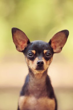 Rus oyuncak korkunç