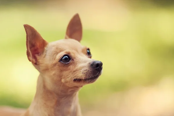 Orosz toy terrier — Stock Fotó