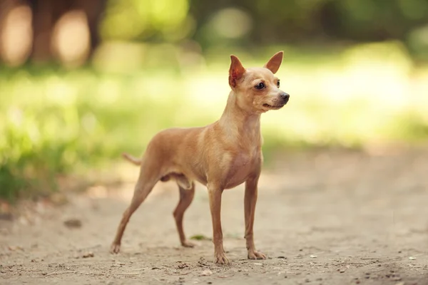 Mainan Rusia terrier — Stok Foto