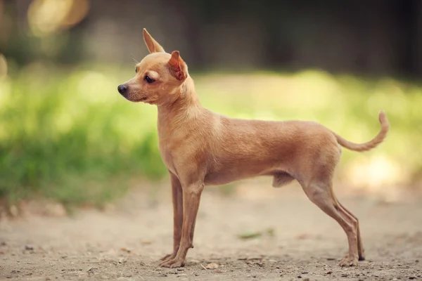 Russian toy terrier — Stock Photo, Image