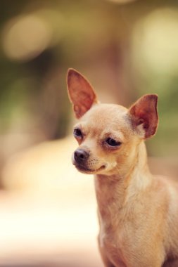 Rus oyuncak korkunç