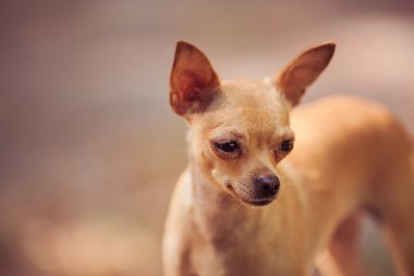 Rus oyuncak korkunç