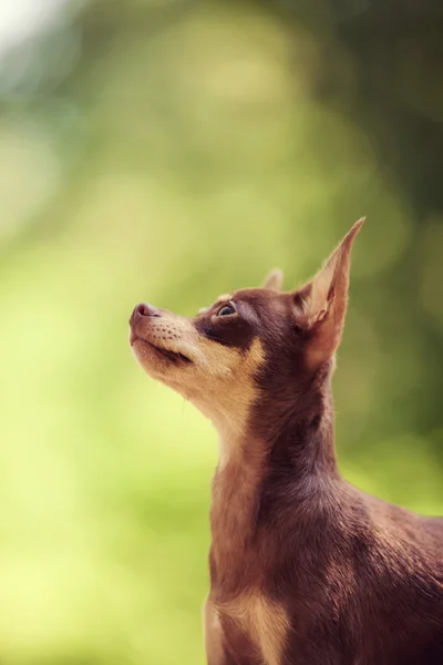 Mainan Rusia terrier — Stok Foto