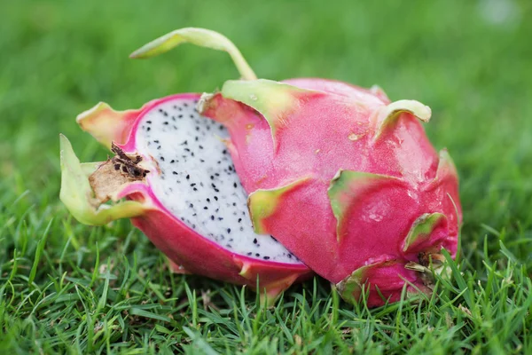 Fruta del dragón blanco — Foto de Stock