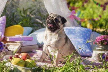 Pug-dog on a picnic party
