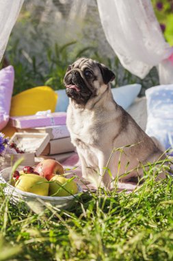 Pug-dog on a picnic party