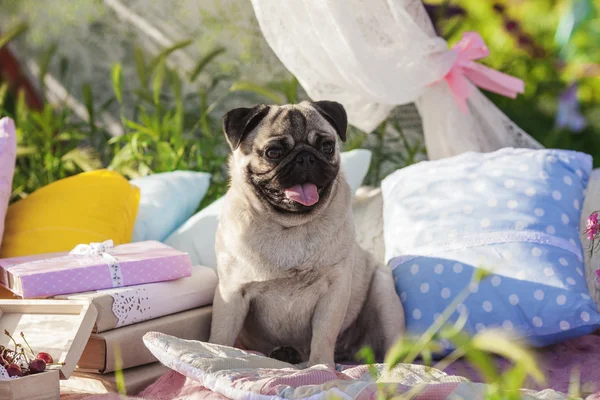 Pug-dog on a picnic party