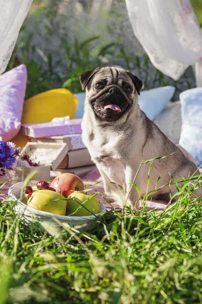 Pug-dog on a picnic party