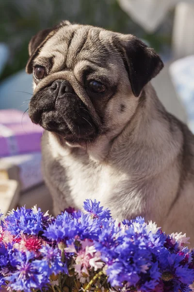 Pug-dog em uma festa de piquenique — Fotografia de Stock