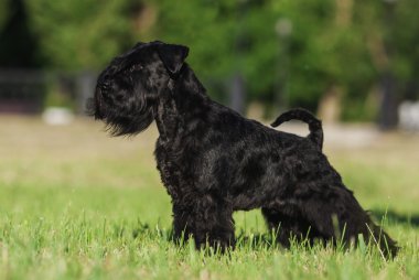Zwergschnauzer