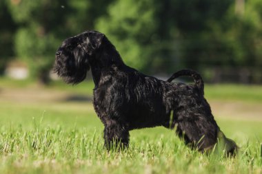 Zwergschnauzer