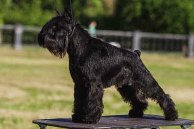 Zwergschnauzer