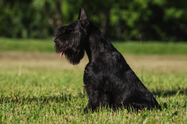 Zwergschnauzer