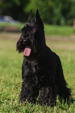 Zwergschnauzer