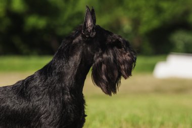Zwergschnauzer