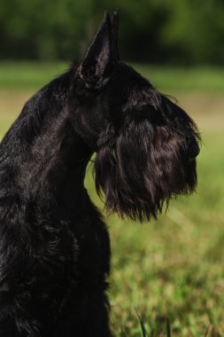 Zwergschnauzer