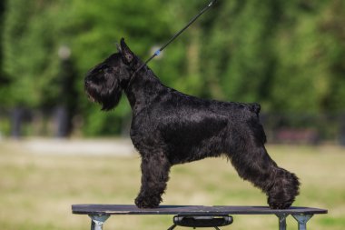 Zwergschnauzer