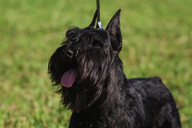 Zwergschnauzer