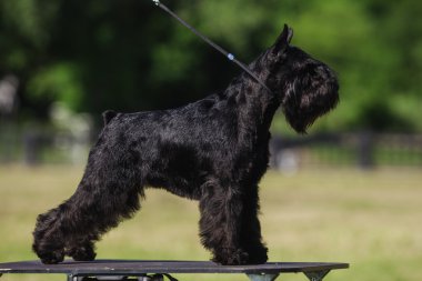 Zwergschnauzer
