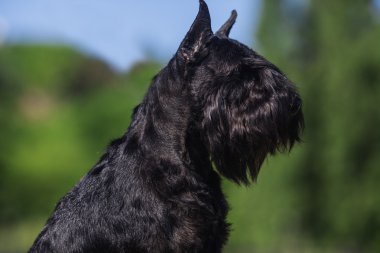 Zwergschnauzer