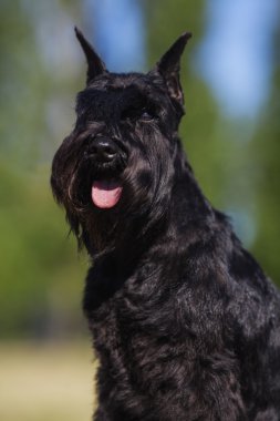 Zwergschnauzer