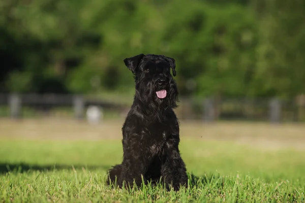 Zwergschnauzer — Stock Photo, Image