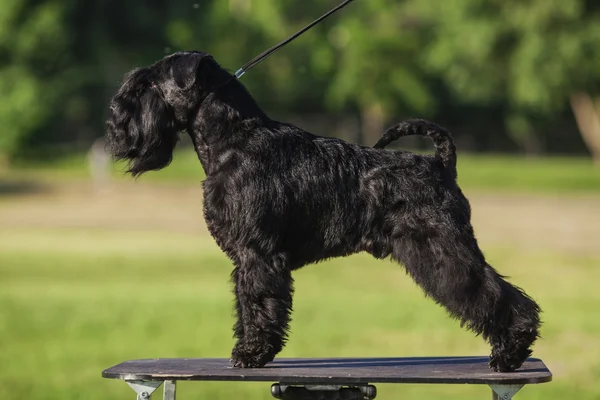 Zwergschnauzer — Stock Photo, Image