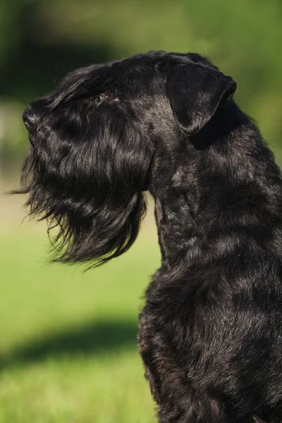 Zwergschnauzer — Stockfoto