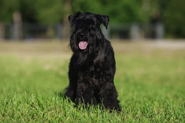 Zwergschnauzer — Stock Photo, Image