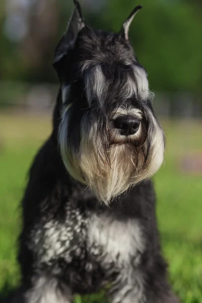 Zwergschnauzer — Stockfoto