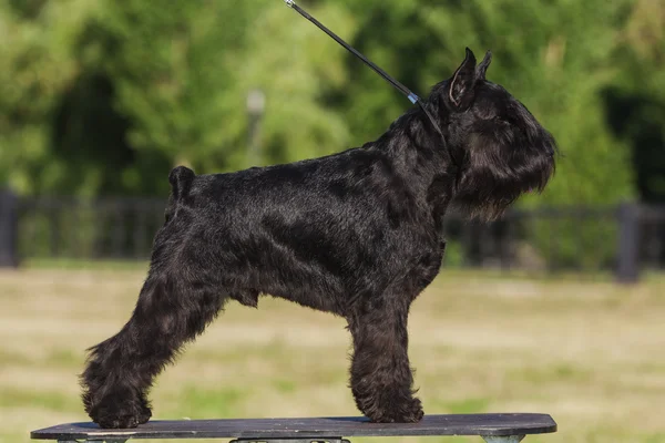 Zwergschnauzer — Stockfoto