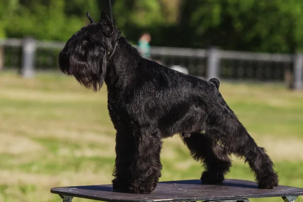 Zwergschnauzer — Stock Photo, Image