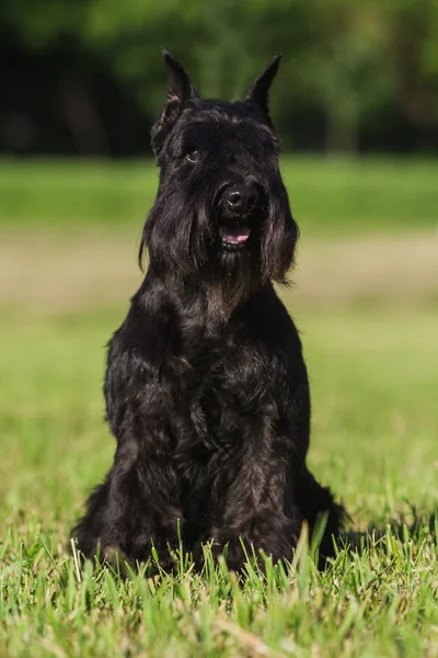 Zwergschnauzer — Stock Photo, Image