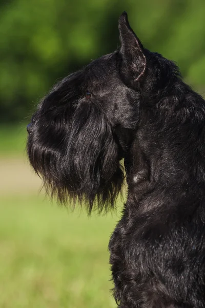 Zwergschnauzer — Stockfoto