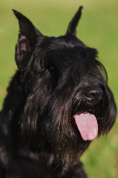 Zwergschnauzer — Stock Photo, Image