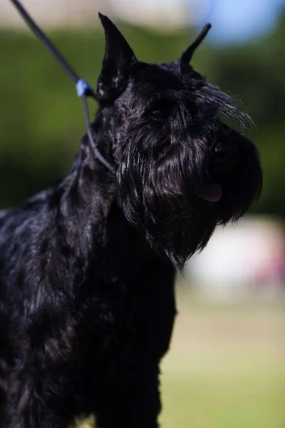 Zwergschnauzer — Stock Photo, Image