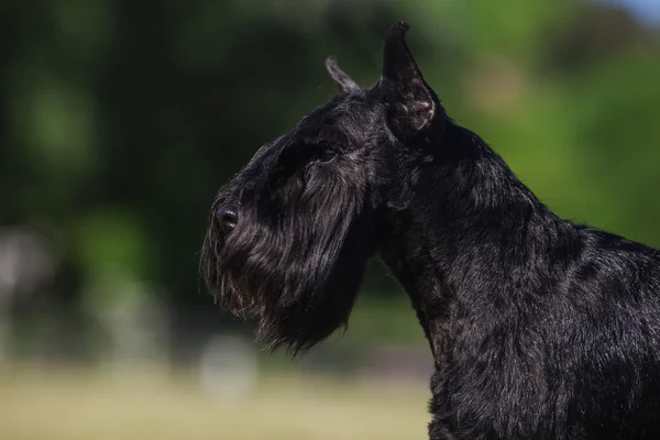 Zwergschnauzer — Stock Photo, Image