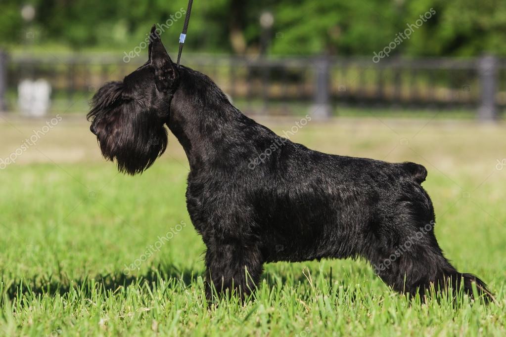 Zwergschnauzer — Stock Photo © TatyanaBelka #76365389