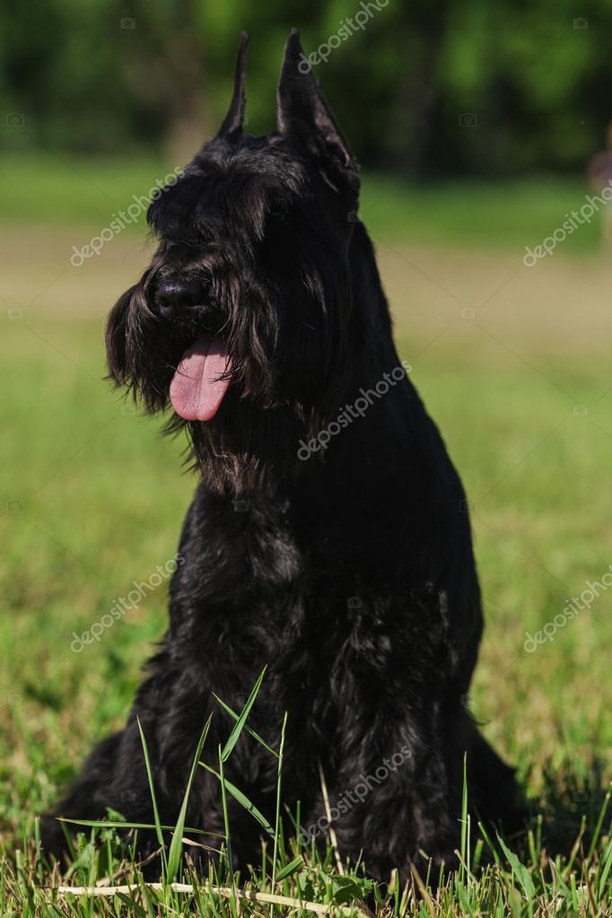 Uncut Schnauzer Tail Miniature Schnauzer Undocked Tail Schnauzer