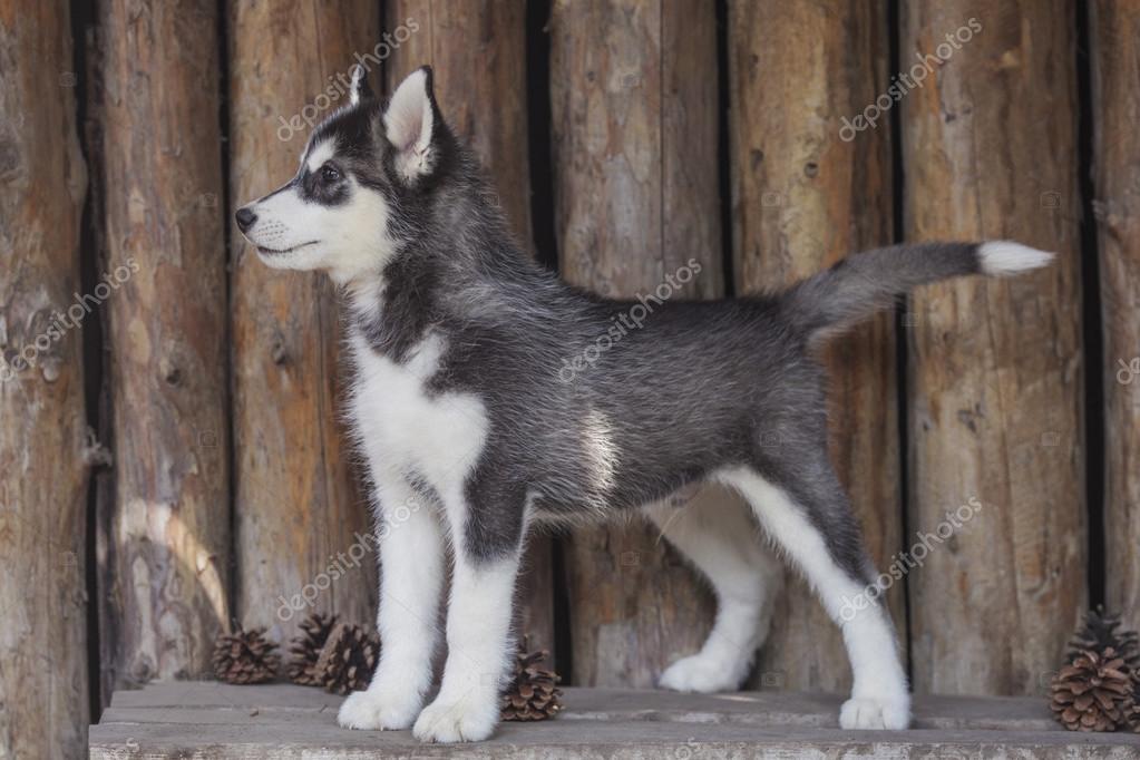 Chiot Husky Sibérien Photographie Tatyanabelka 76779111