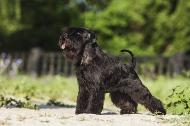 Zwergschnauzer