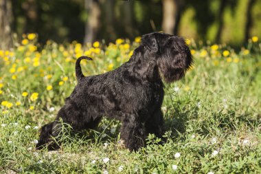 Zwergschnauzer