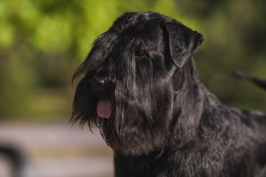 Zwergschnauzer